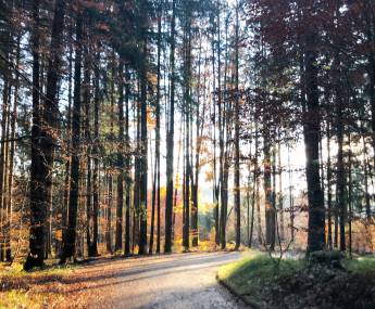 Waldbaden im Hopfener Wald