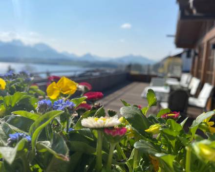 Panorama Terrasse mit Sommerblumen