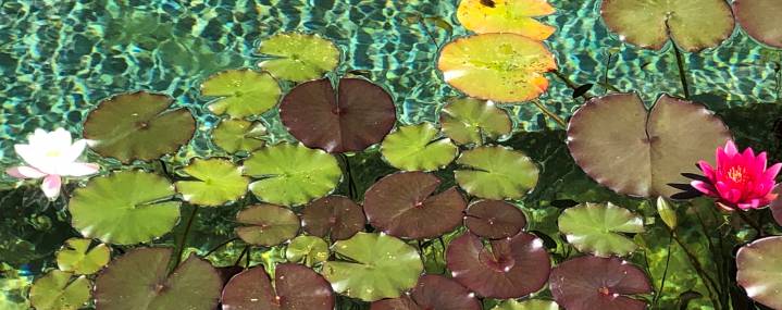 Blooming water lilies in the pond in Hopfen am See