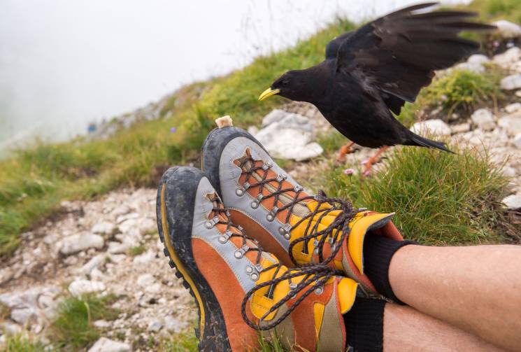 Wanderschuhe Vogel 