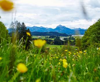 Blumenwiese im Sommer im Allgäu