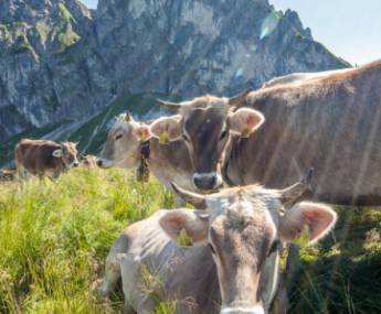 Allgäuer Kühe auf der Weide