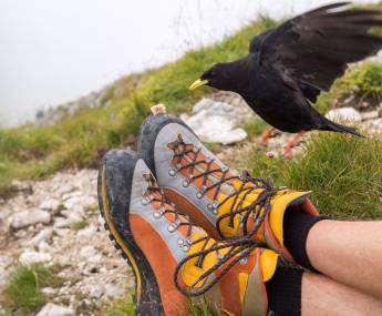 Wanderschuhe Vogel klaut essen