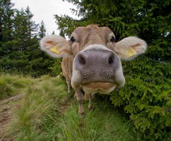 cow in the nature of allgäu active vacation allgäu