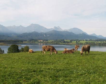 Kühe vom Bioland-Bauernhof Josef Eggensberger