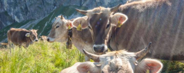 Allgäuer Kühe auf der Weide