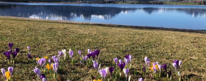 meadow with flowers next to the lake