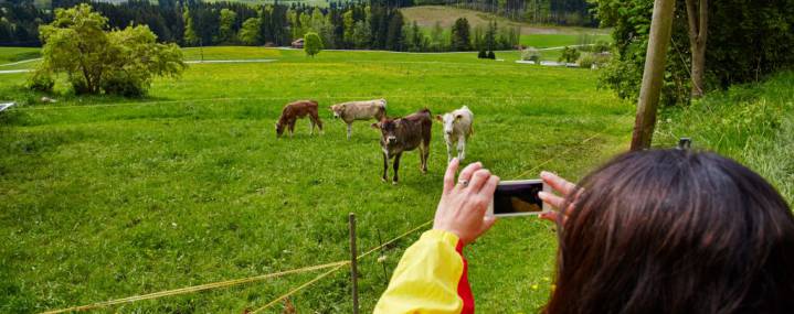 cow meadow allgäu hotel