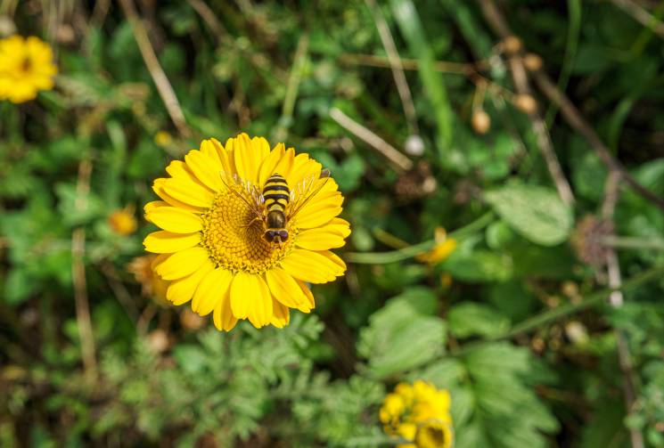 Blumenwiese