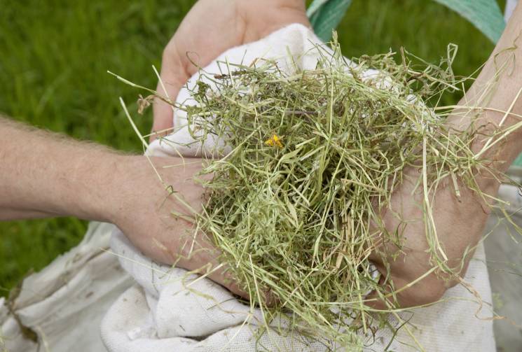 hay medicinal plants