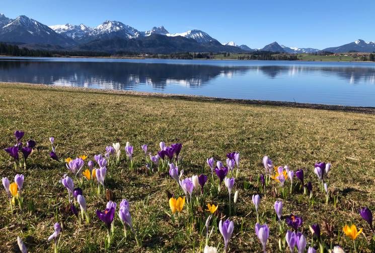 meadow with flowers next to the lake