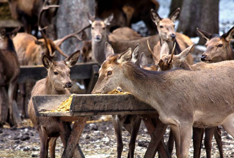 Rehe Wildtiere Fütterung