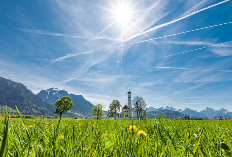 allgäu meadow in summer