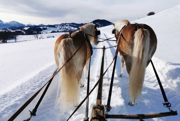 Pferdekutsche Winter