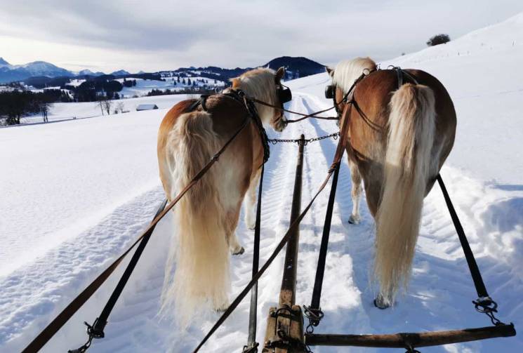 horse carriage winter snow