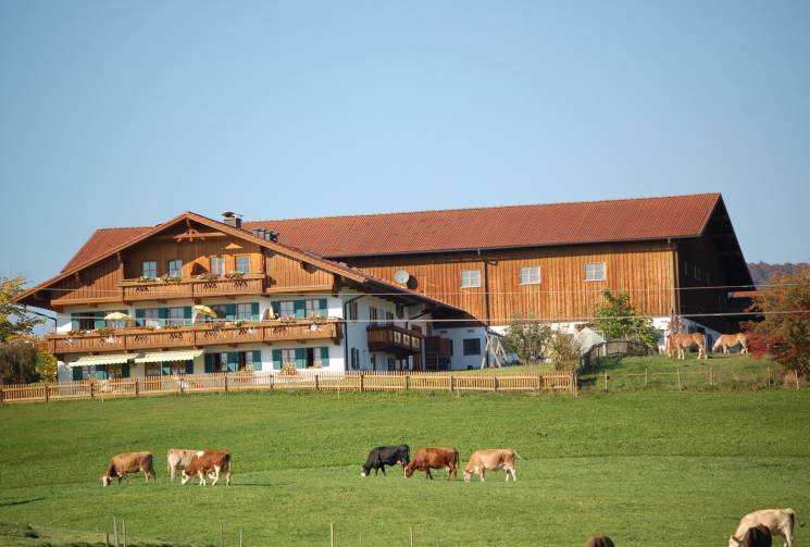 Bauernhof Lieferanten Kühe Weide