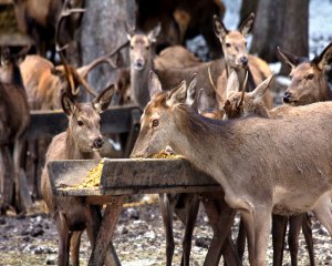 Game feeding in Schwangau